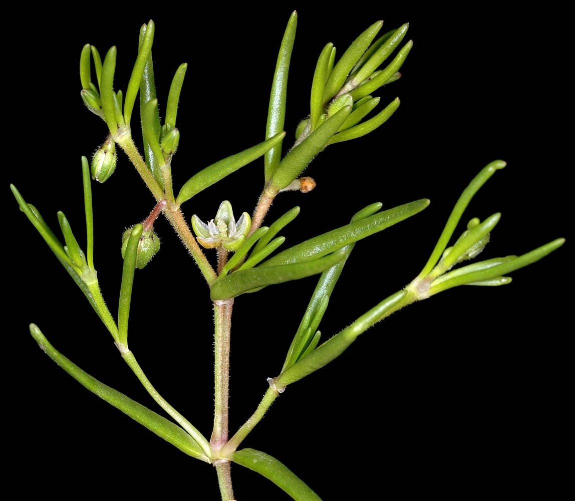 Spergularia canadensis