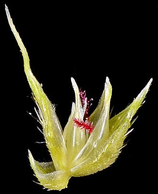 Echinochloa muricata var. microstachya