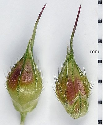 Echinochloa muricata var. microstachya