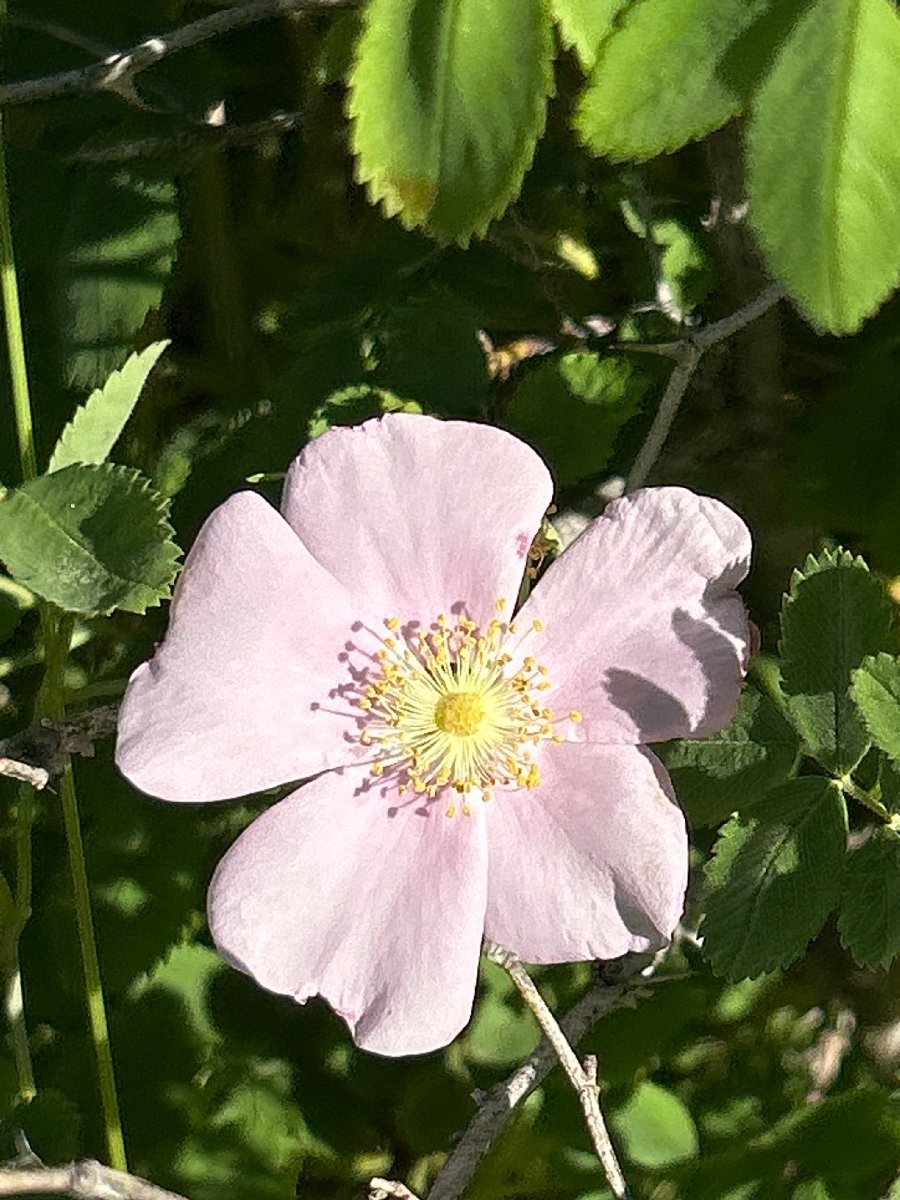 Rosa californica