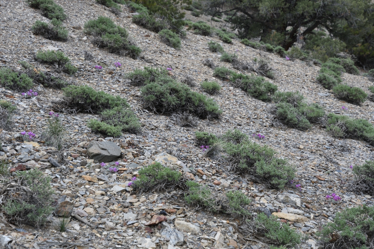 Astragalus newberryi