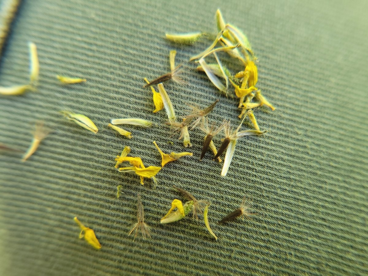 Layia hieracioides