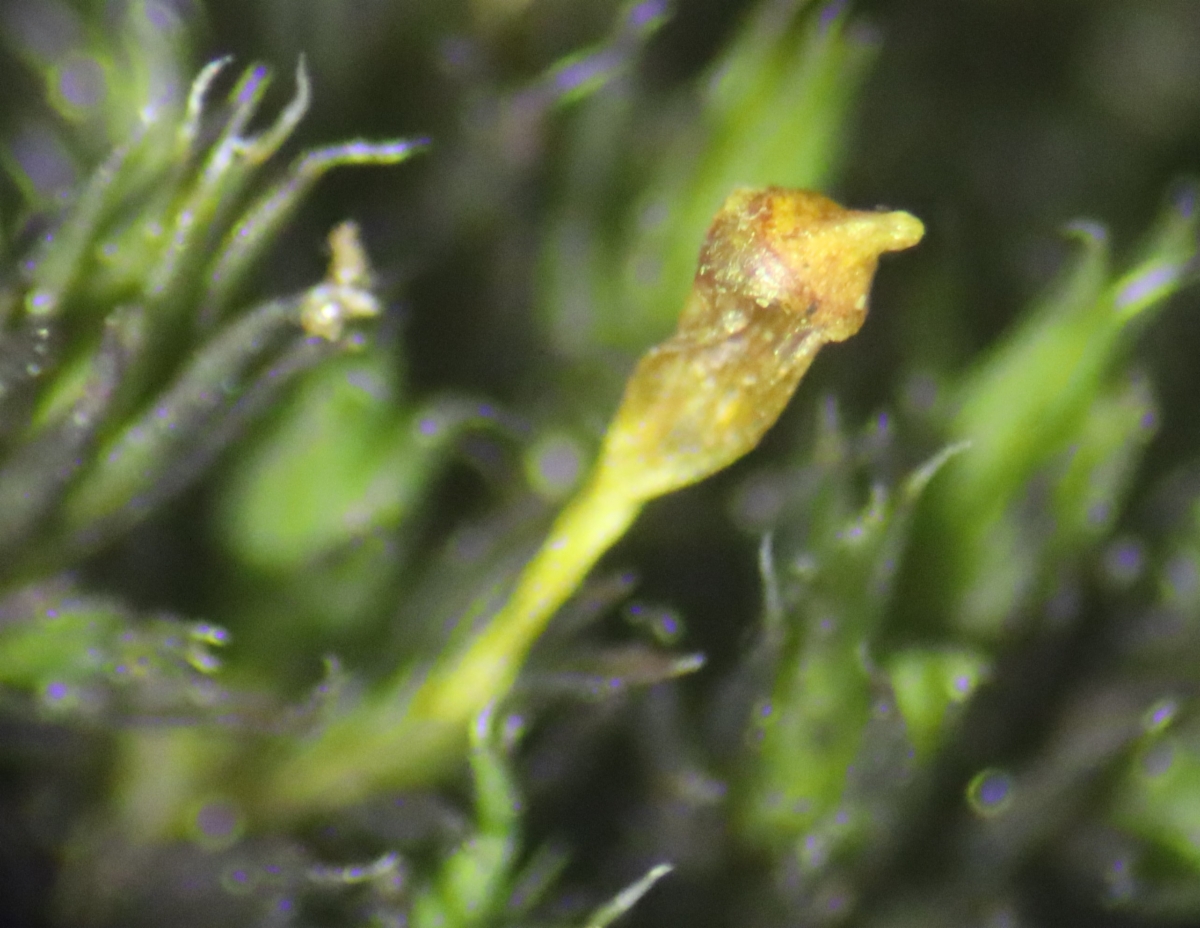 Grimmia montana