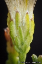 Ericameria brachylepis