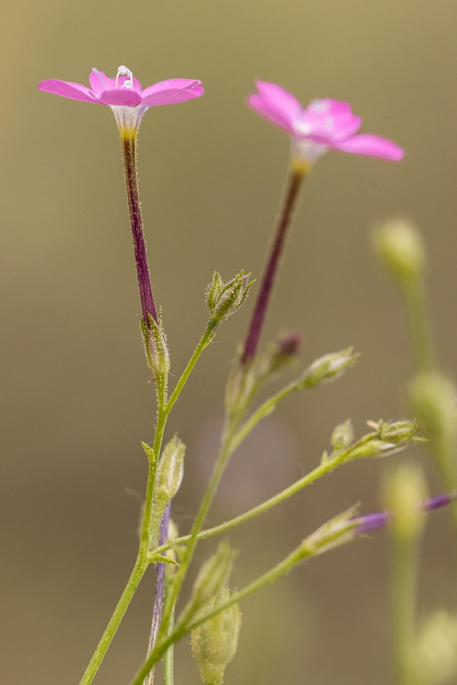Gilia leptantha ssp. purpusii