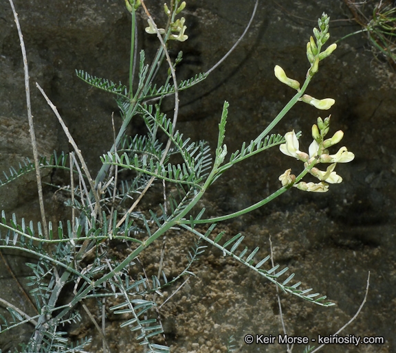 Astragalus pachypus