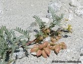 Astragalus douglasii var. douglasii
