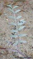 Astragalus insularis