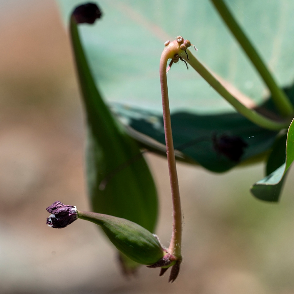 Asclepias cordifolia