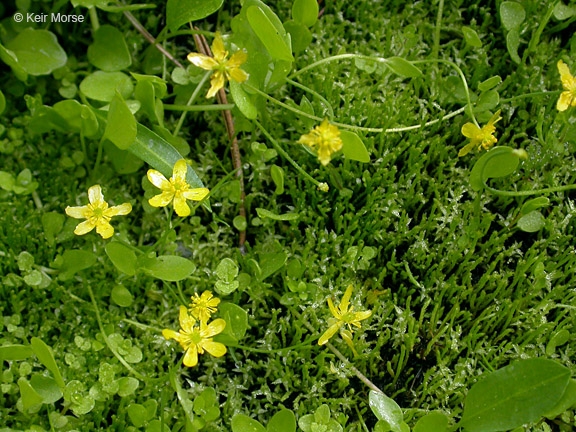 Ranunculus gormanii