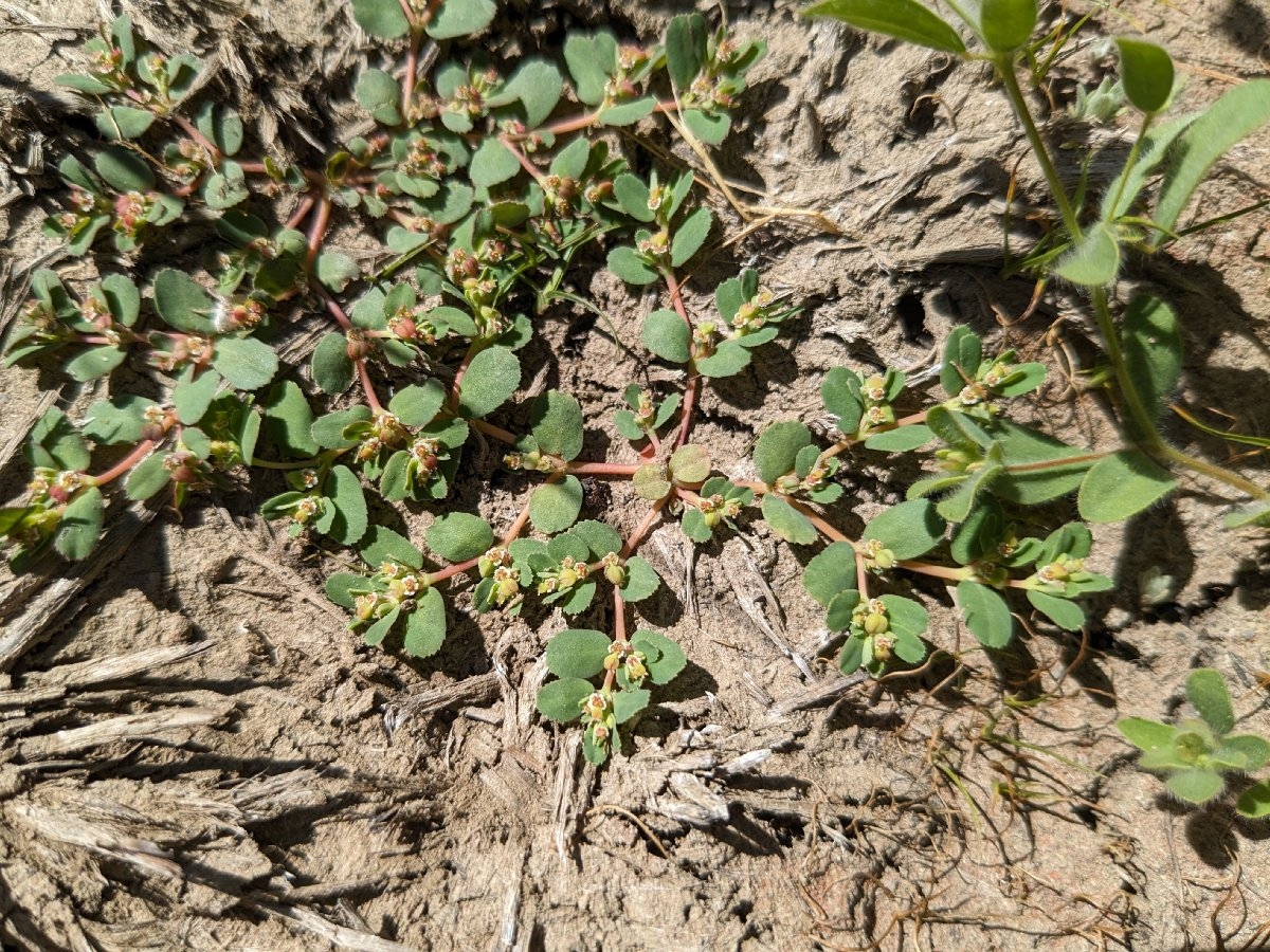 Euphorbia serpillifolia