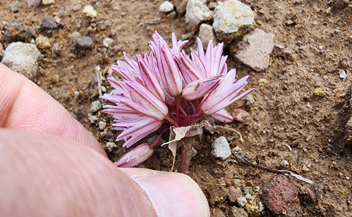 Allium obtusum