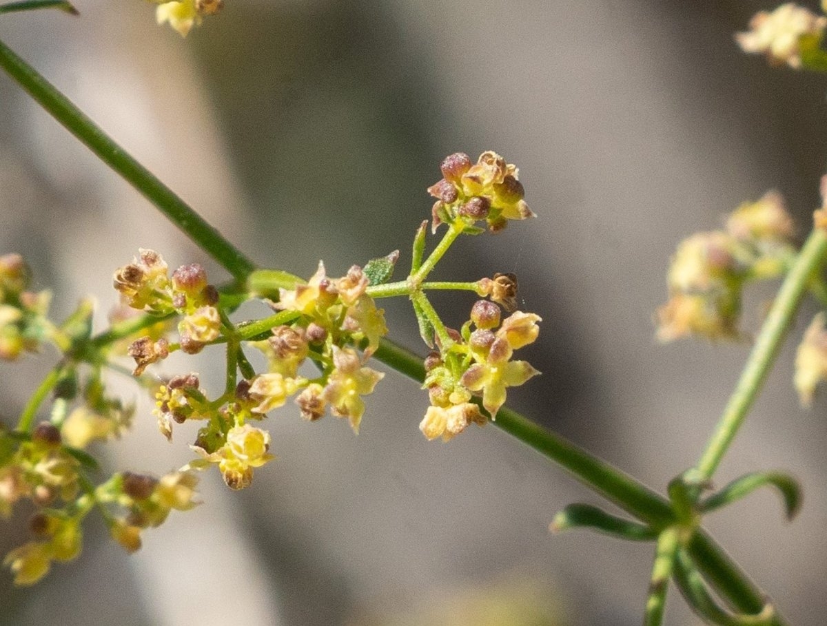 Galium angustifolium ssp. gracillimum