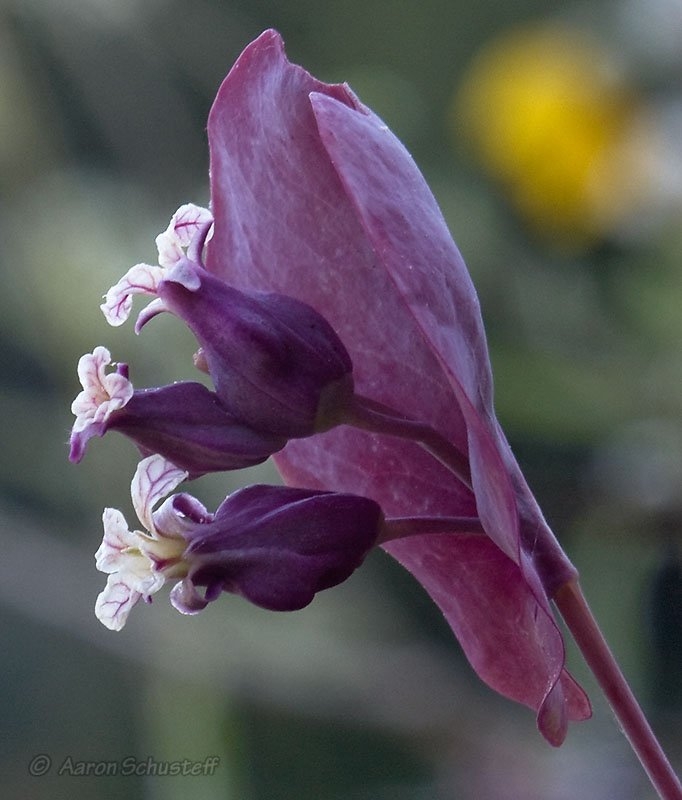Streptanthus farnsworthianus