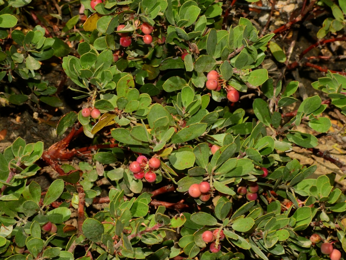 Arctostaphylos nevadensis ssp. knightii