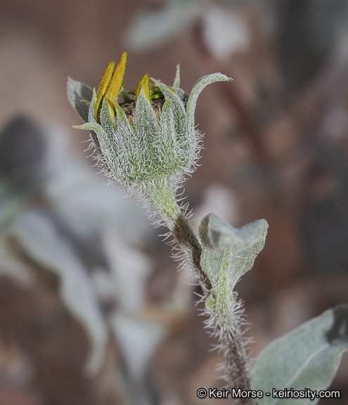 Helianthus petiolaris ssp. canescens