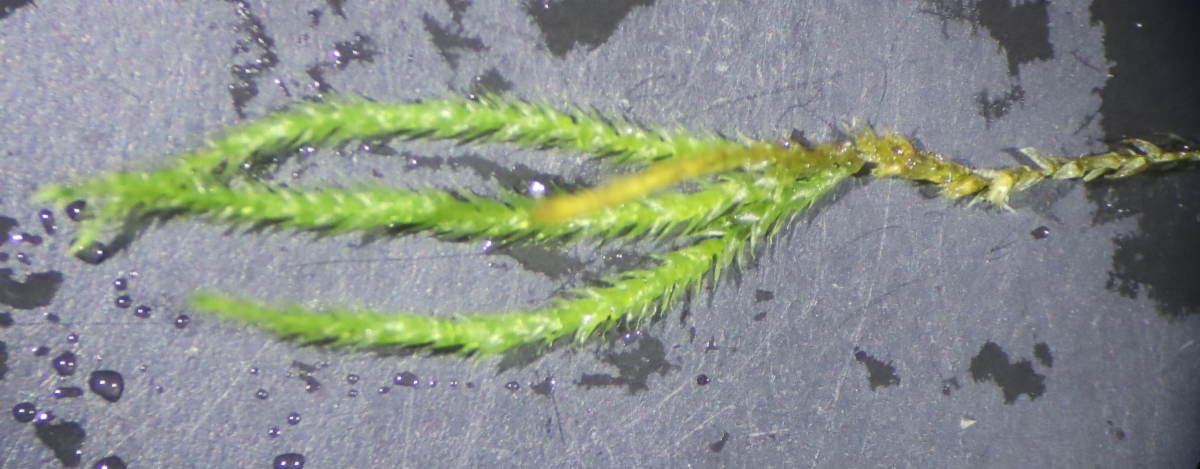 Scleropodium californicum