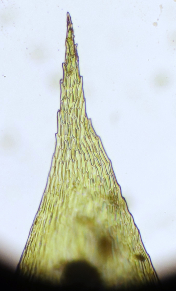Scleropodium californicum
