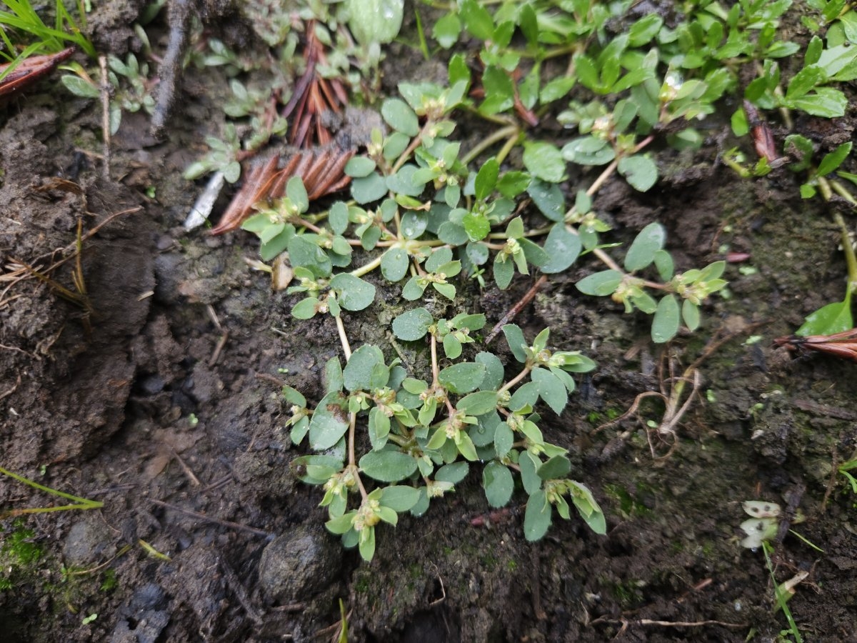 Euphorbia serpillifolia