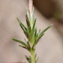 Leptodactylon pungens ssp. pulchriflorum