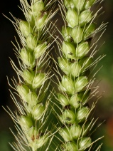 Setaria gracilis