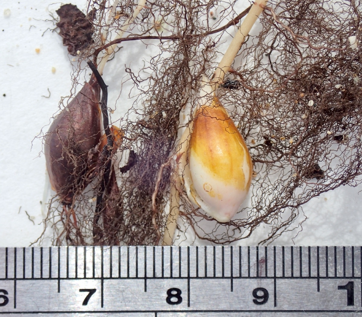 Oxalis purpurea
