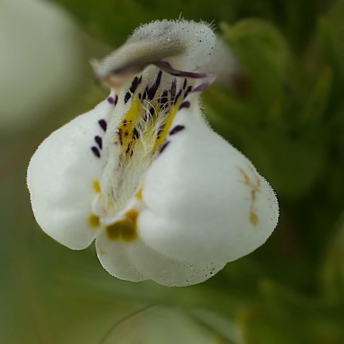 Triphysaria versicolor