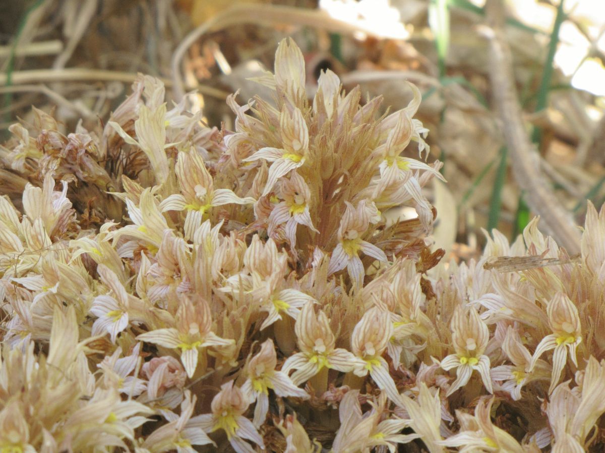 Aphyllon californicum ssp. jepsonii