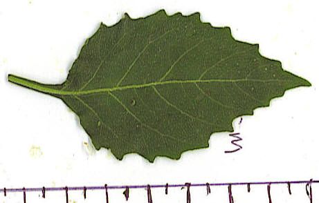 Solanum physalifolium var. nitidibaccatum