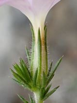 Leptodactylon californicum