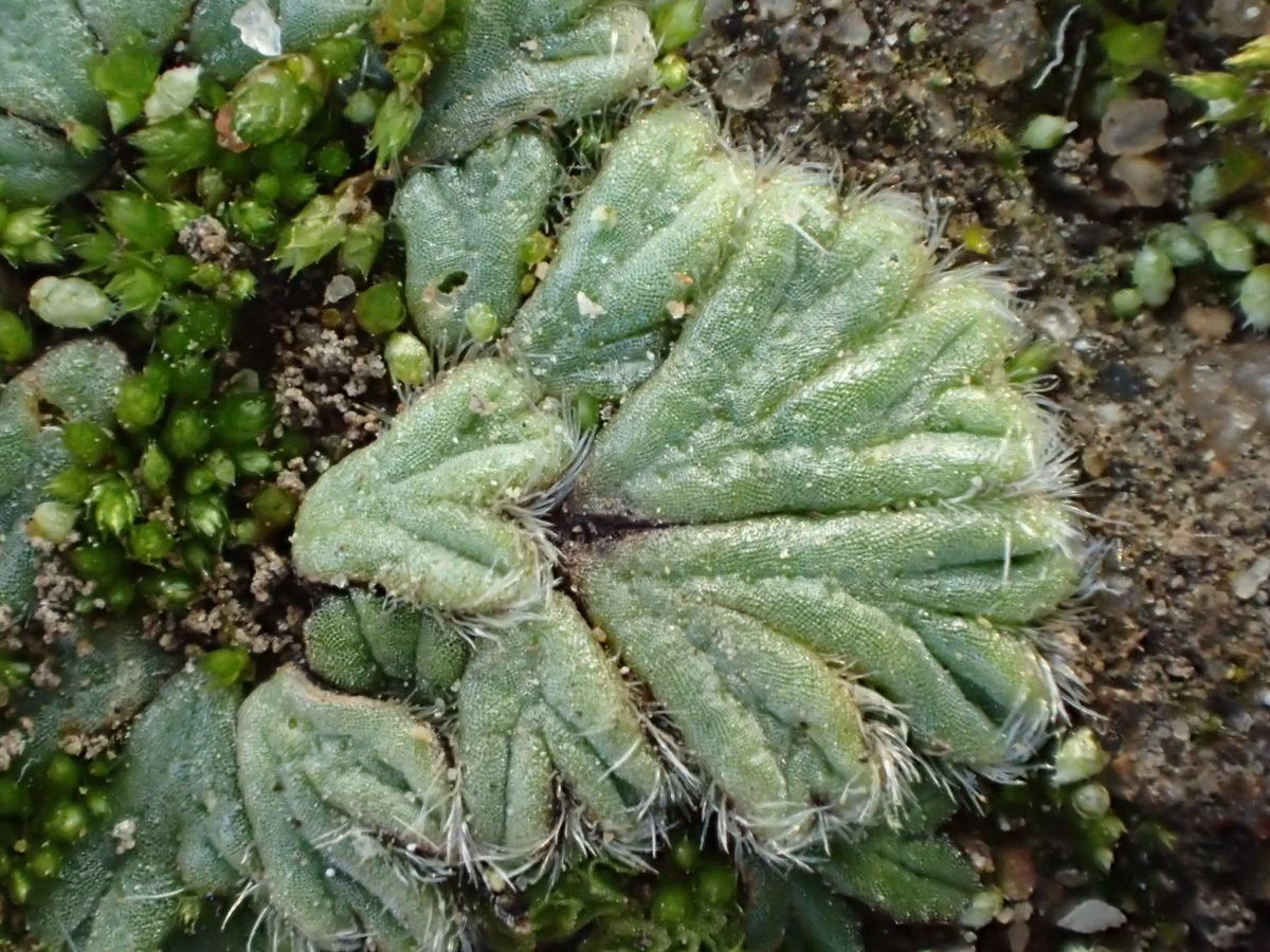 Riccia trichocarpa