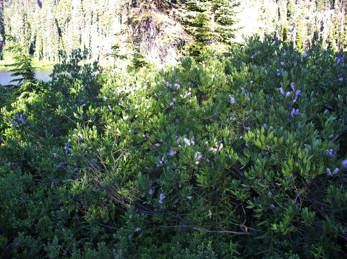 Salix eastwoodiae