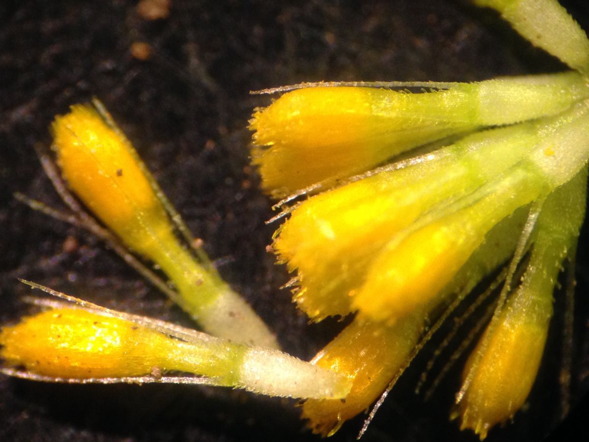Lasthenia californica ssp. californica