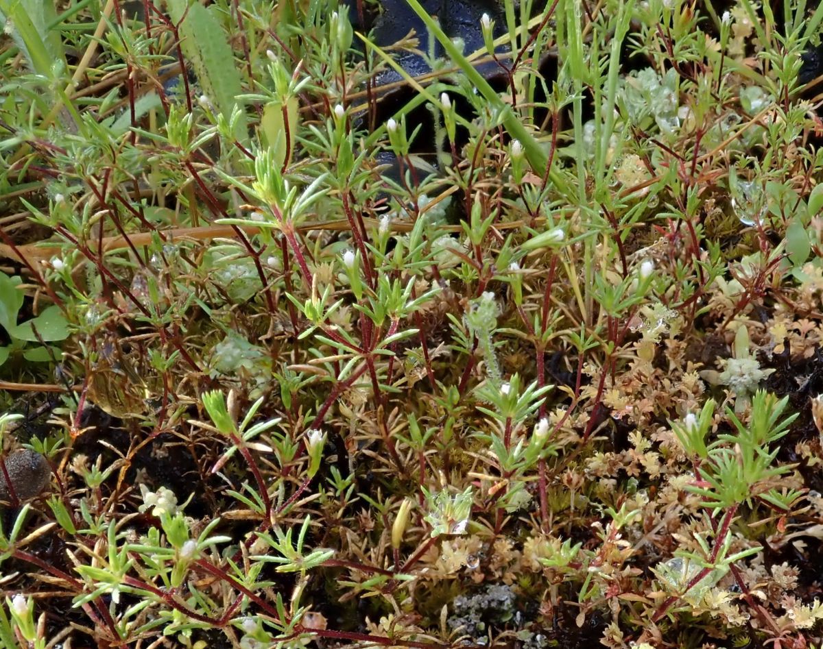 Leptosiphon pygmaeus ssp. continentalis