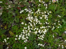 Linanthus parviflorus var. rosaceus