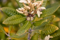Lithocarpus densiflora