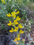 Thermopsis californica var. californica