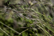 Festuca rubra ssp. fallax