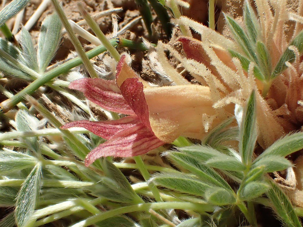 Aphyllon californicum ssp. feudgei