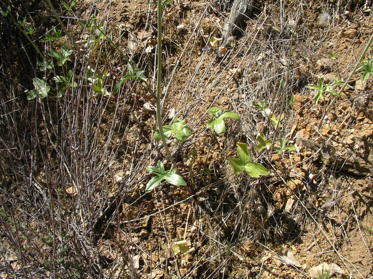Delphinium umbraculorum
