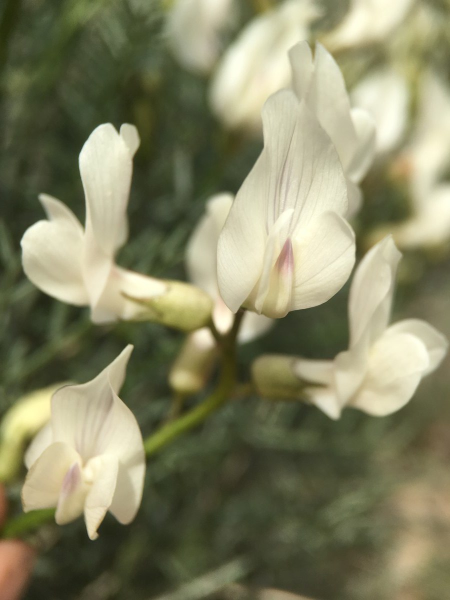 Astragalus pachypus