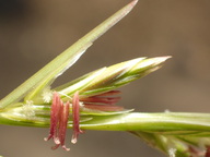 Lolium perenne ssp. multiflorum