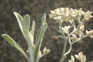 Gnaphalium canescens ssp. microcephalum