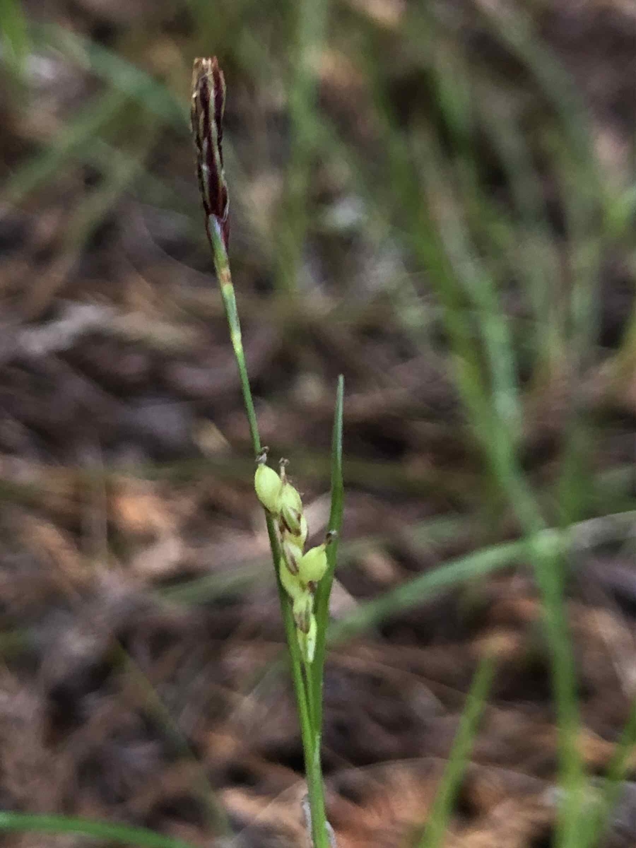 Carex californica