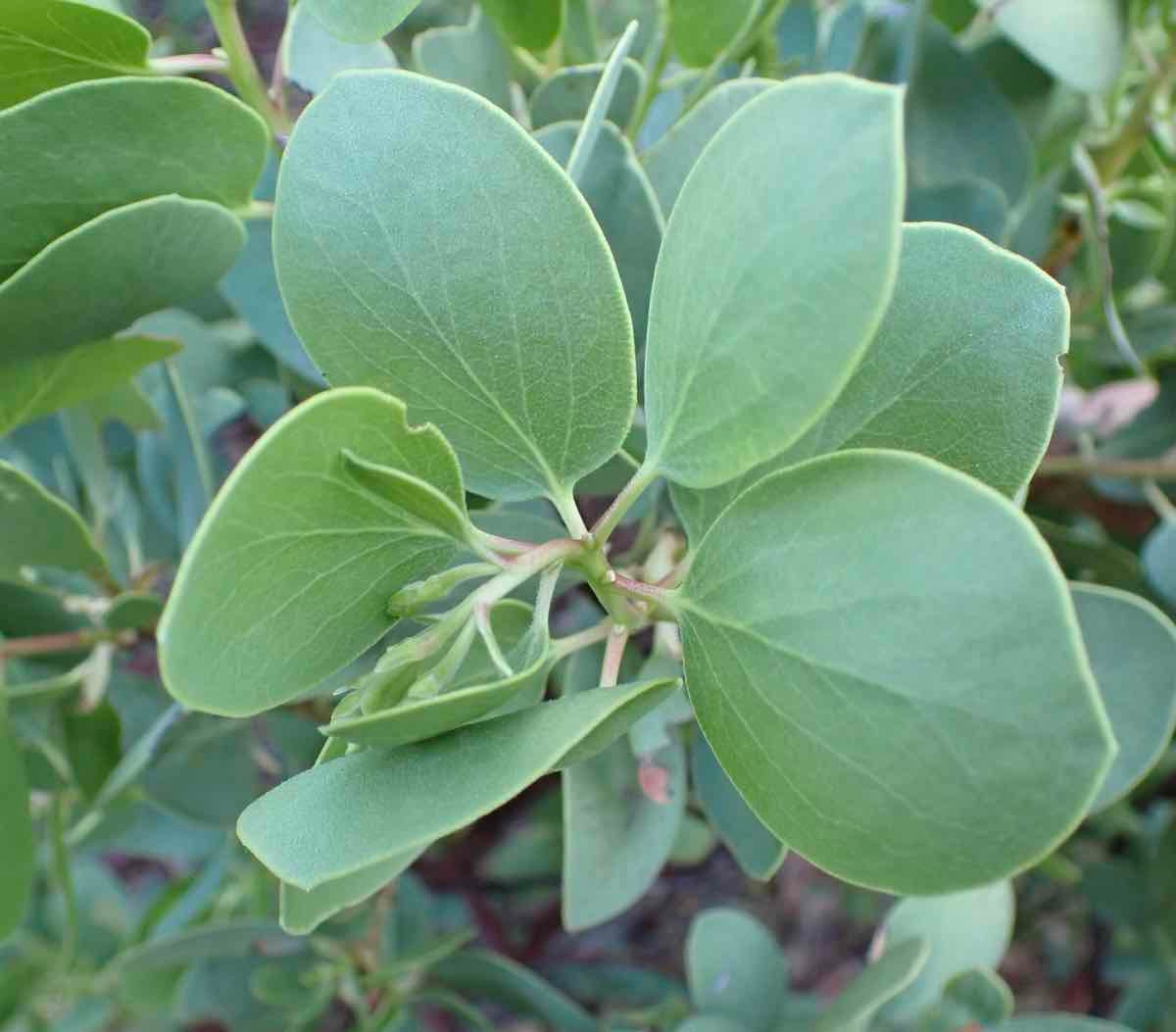 Arctostaphylos mewukka ssp. truei