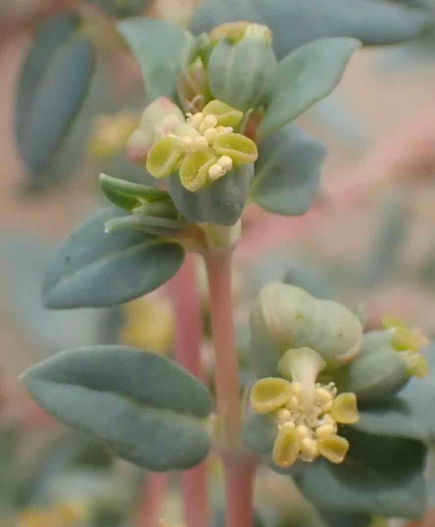 Euphorbia ocellata ssp. ocellata