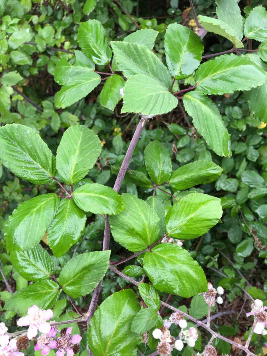 Rubus ulmifolius