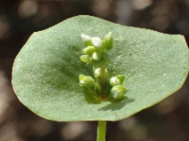 Claytonia perfoliata var. parviflora