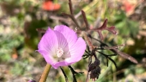 Sidalcea malviflora ssp. sparsifolia