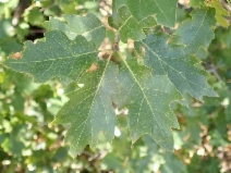 Quercus Xmoreha